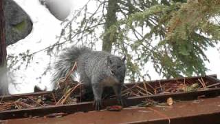 preview picture of video 'Mr. Squirrel fails to plan for winter'