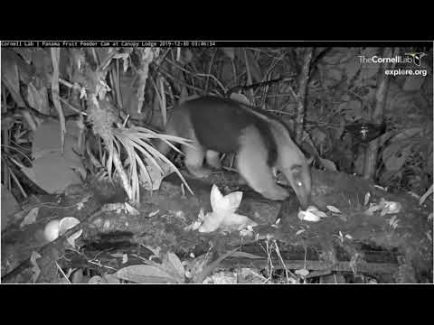 12 30 2019 Anteater on Panama Fruit Feeder