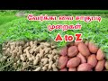 Peanut Cultivation Method Groundnut Groundnut Verkadalai A To Z