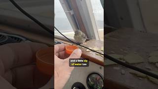 Lobsterman saves a tiny bird lost at sea 🐦❤️  #AnimalRescue #BirdRescue #Wholesome