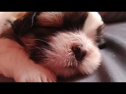 my very sweet Shih Tzu dogs #mommyandson #puppylove