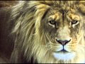 Kelanie Gloeckler - Roar from Zion 