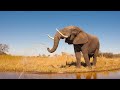 Elephant Sound Effect