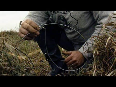 Old School: How To Set Up A Snare Trapline For Foxes