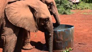 preview picture of video 'Baby elephants at David Sheldrick Wildlife Trust in Nairobi, Kenya'