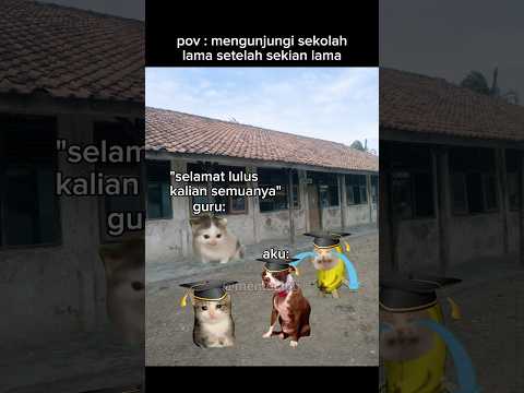 kirain beneran udah sukses🤣 #meme #memekucing #kucing #kucinglucu #fyp #viral