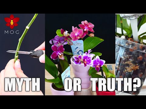 Myth or Truth #1 - Watering Orchids with ice, banana peels, talking to Orchids & more!