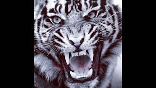 Download lagu story WA 30 detik|harimau putih|macan putih mp3