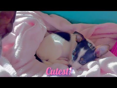 New Puppy Comes Home #puppy #puppylovers #hearttouching #cute #adorable #dog #cutenessoverload #love