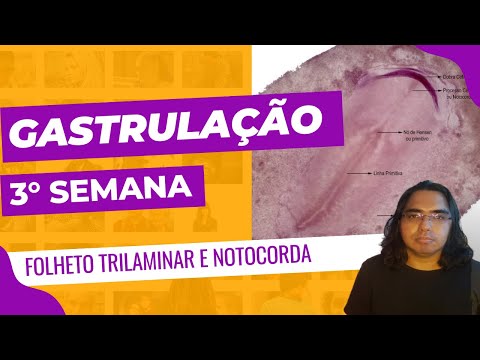 Gastrulação: 3ª semana de vida embrionária