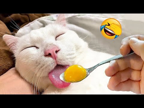 New Funny Videos 2023 😍 Cutest Cats and Dogs 🐱🐶 Part 231