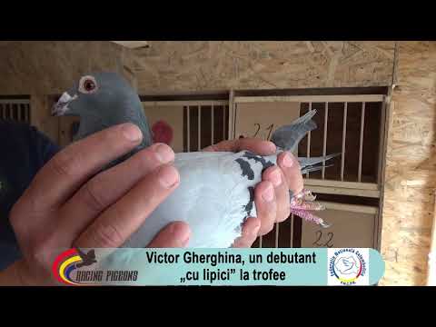 Victor Gherghina, a debutant "with glue" for trophies