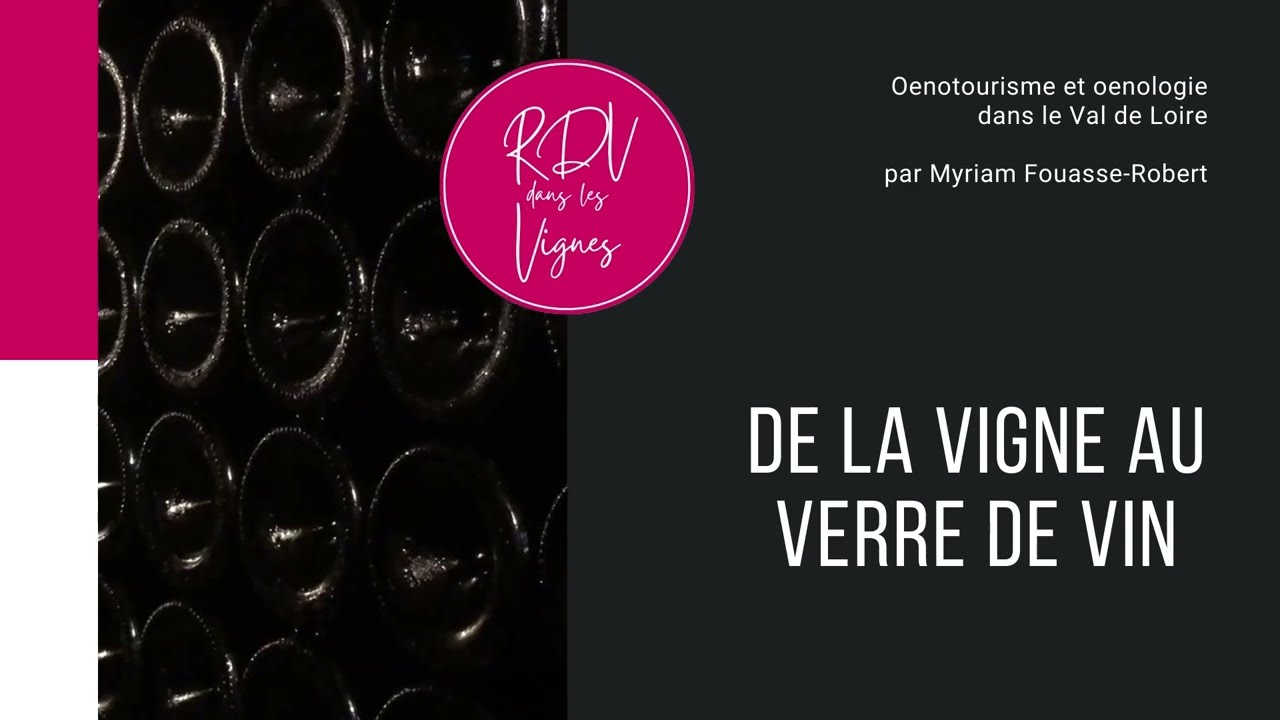 Da Vinha ao Vinho: Uma Experiência Completa de Vinho