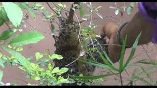 Easy Steps to remove Beehive from House (Without any Safety) (Real Stunt) (Hindi)