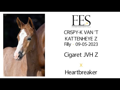 Crispy-K van 't Kattenheye Z