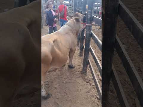 Mini boi Jérsey na feira de gado a tabira