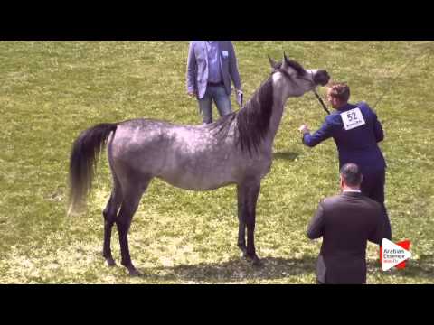 N.52 PORLAMAR EL ARYES - Ströhen 2015 C-Show - Mares 4 to 6 years old (Class 9)