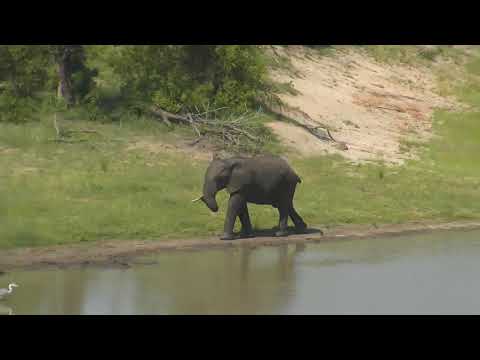 Djuma: Two Elephants-one has a missing left tusk. - 01/31/19