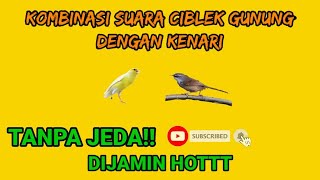 Download lagu KOMBINASI SUARA CIBLEK GUNUNG DENGAN KENARI mp3