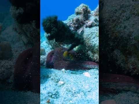 Octopus Ink!!! 🐙😳