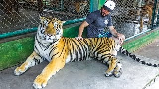 IN A CAGE FULL OF TIGERS (Warning: Very Sad Video)