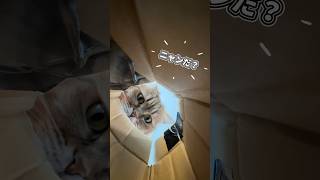 よくみかけるネコ🐱のかわいい動画を撮りたかったんだけど、、、w #かんあきチャンネル