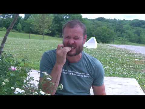 Yarrow (Achillea Millefolium Linn.) A plant with amazing scientifically validated benefits!