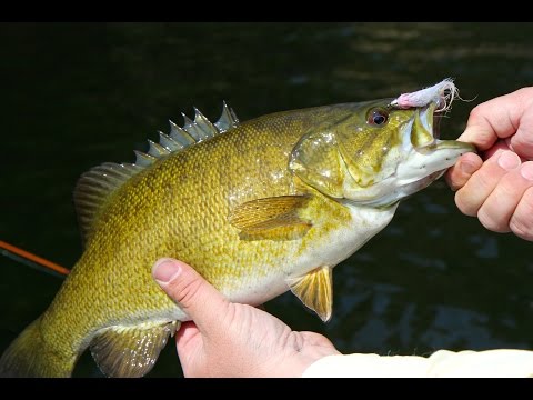 Top Water Smallmouth | Air Ivanhoe - YouTube