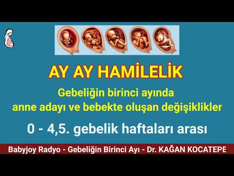 GEBELİKTE 1. AY (~İLK 4.5 HAFTA). ANNE ADAYI NELER YAŞAR VE HİSSEDER? BEBEKTE NE GELİŞMELER OLUR?