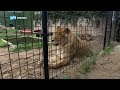 Het gaat goed met de eenzame leeuw Hugo | Remy en z'n vrienden #5