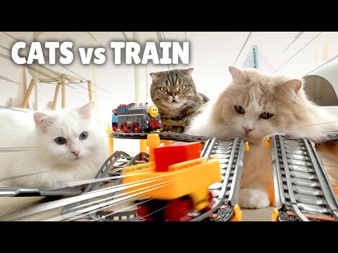 Cats vs TrainㅣKittisaurus