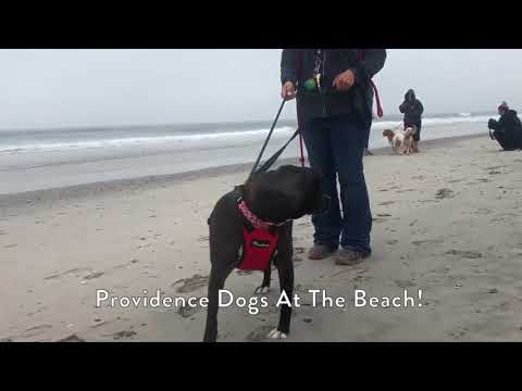 download lagu mp3 mp4 Providence Dogs, download lagu Providence Dogs gratis, unduh video klip Providence Dogs