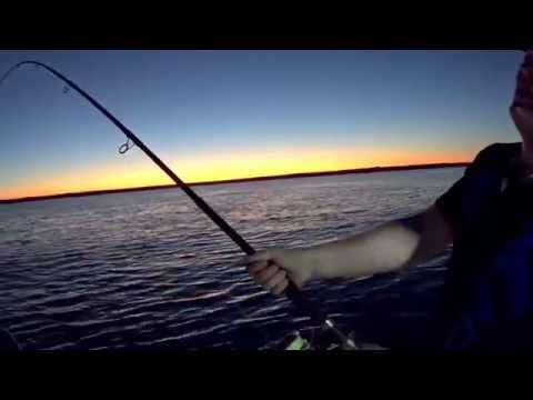 Hamachi rod vs 200lb spinner shark — fishing action