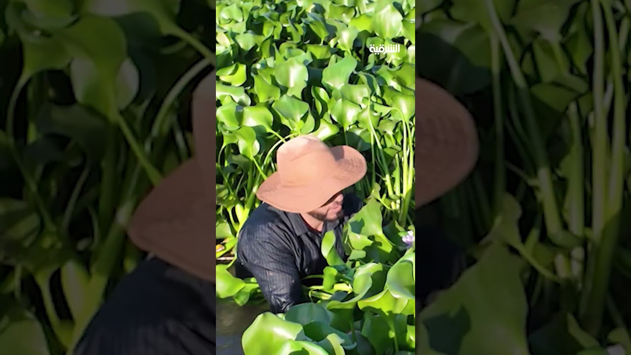 فيديو | زهرة النيل تضرب مبازل غربي بغداد..أهالي الرضوانية يناشدون السلطات المعنية التحرك سريعاً لكري الأنهار