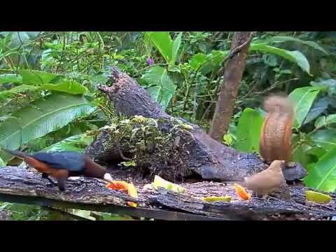 Chestnut headed Oropendola (Psarocolius wagleri)