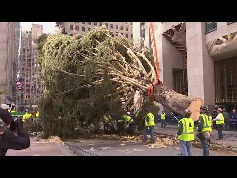 download lagu mp3 mp4 Rockefeller Tree, download mp3 Rockefeller Tree free downloadn, video klip Rockefeller Tree