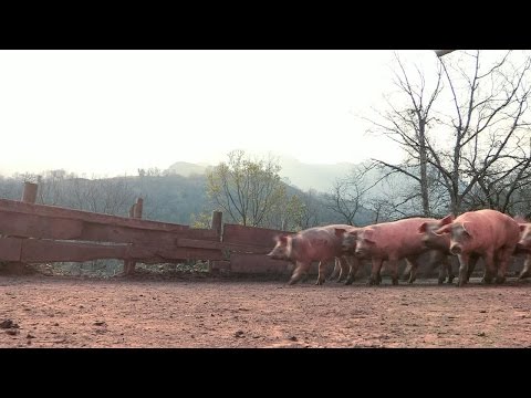 France: Bayonne, for the love of ham