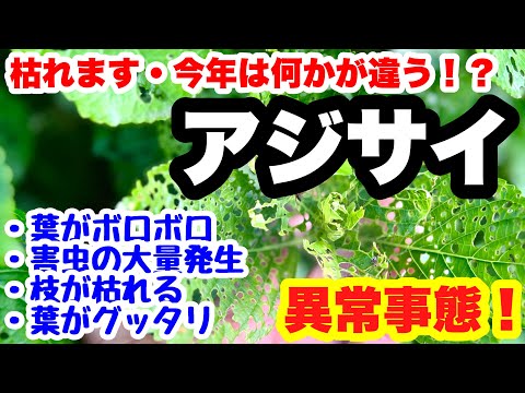 アジサイ:最も一般的な病気と害虫 植物