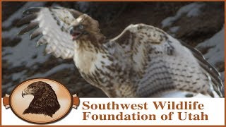 Hawk Threatens Martin!  No thanks from released Red Tailed Hawk