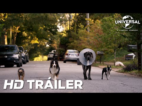 Trailer en español de Vida perra