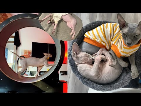 Sphynx Cats Will Do Anything For Attention!! 𝓒𝓸𝓶𝓹𝓲𝓵𝓪𝓽𝓲𝓸𝓷