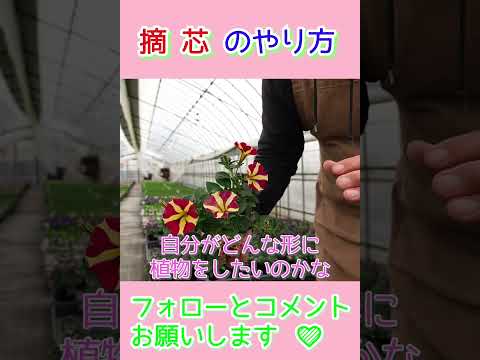 園芸 ミルキーキキョウ