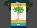 parsley (noun) - definition and usage in English