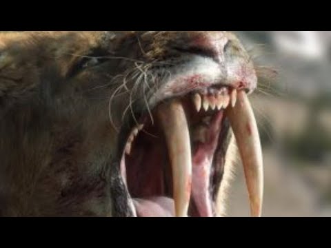 REAL LIFE SABERTOOTH TIGER SPOTTING(MAN ATTACKED) *GRAPHIC*
