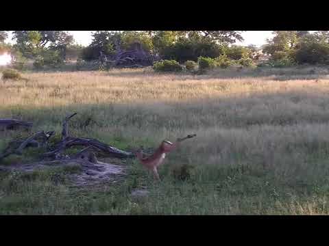 Djuma: Animals running about as African Painted Dogs are close by - 17:54 - 12/03/20