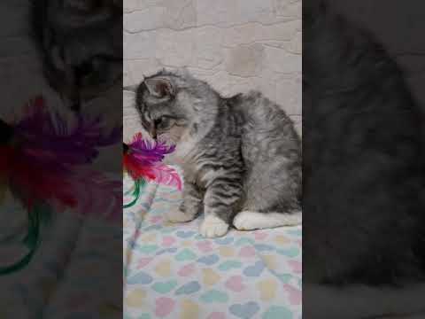 Musa Le Terre Selvagge