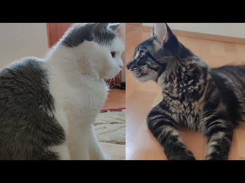 Introducing a Maine Coon to a British Short Hair