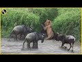 The Greatest Fights In The Animal Kingdom Lion VS Wildebeest