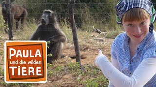 Download lagu Abu und die Pavianbande | Reportage für Kinder | Paula und die wilden Tiere mp3