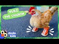 Tiny Chicken Loves His Tiny Shoes | Dodo Kids
